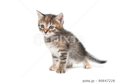 a striped purebred kitten sits on a white background a striped purebred kitten sits on a white background 90647226