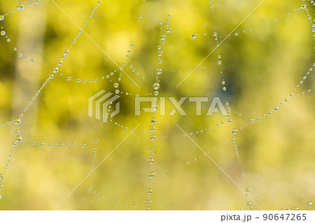 Background web close-up... 90647265