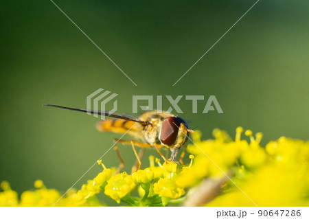 The face of eristalis arvorum... The face of eristalis arvorum... 90647286