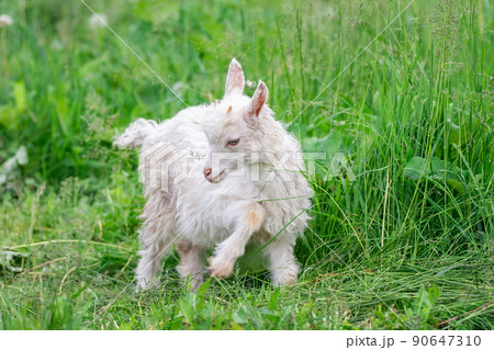 goat on grass.. 90647310