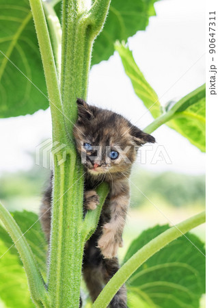 a small kitten on the fence.. a small kitten on the fence.. 90647311