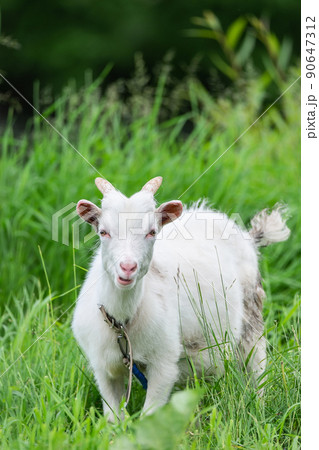 goat on grass. 90647312
