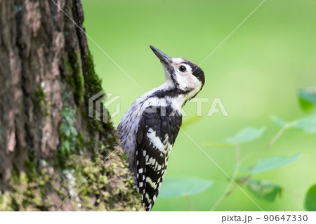 woodpecker in the park on a tree woodpecker in the park on a tree 90647330