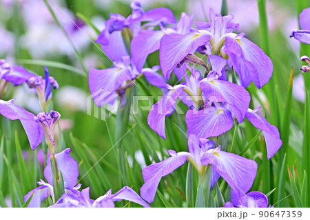 可憐に咲く花菖蒲 90647359