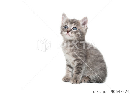 Gray kitten isolated on a white background... 90647426