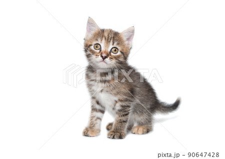 Gray kitten isolated on a white background. 90647428