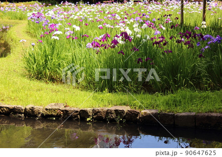 陽射の中に咲く小石川後楽園のハナショウブ（5） 90647625