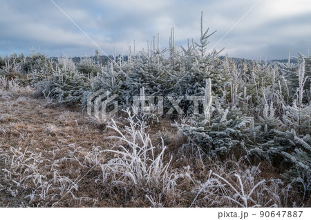 Winter coming. Last days of autumn, morning in mountain countryside peaceful picturesque hoarfrosted scene. Ukraine, Carpathian mountains. Winter coming. Last days of autumn, morning in mountain countryside peaceful picturesque hoarfrosted scene. Ukraine, Carpathian mountains. 90647887