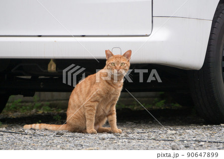 チャトラ猫 乗用車 チャトラ猫 乗用車 90647899