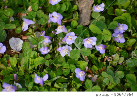 ムラサキサギゴケ 90647964