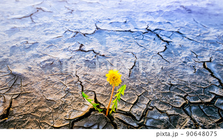 plant growing in desert drought concept plant growing in desert drought concept 90648075
