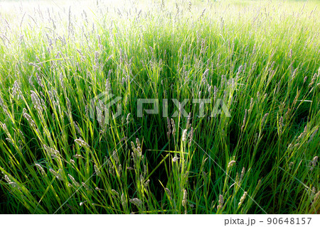 北の国麓郷からの春のお便り 90648157