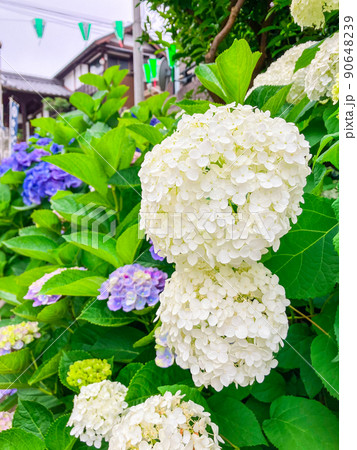 東京白山　あじさいの名所・白山神社 90648239