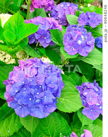 東京白山　あじさいの名所・白山神社 90648246