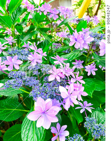 東京白山　あじさいの名所・白山神社 90648247