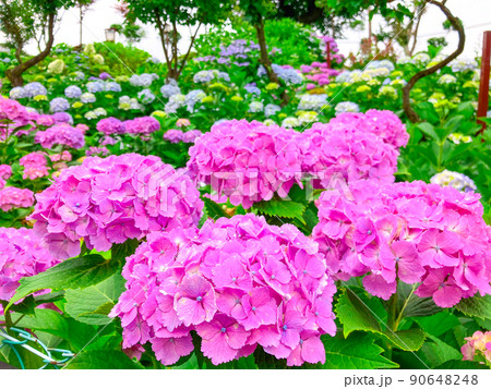 東京白山　あじさいの名所・白山神社 90648248