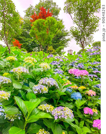 東京白山 あじさいの名所・白山神社 東京白山 あじさいの名所・白山神社 90648263