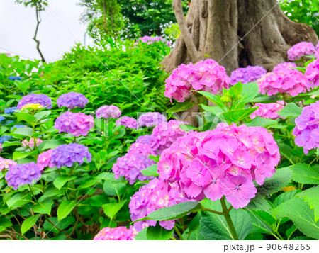 東京白山　あじさいの名所・白山神社 90648265