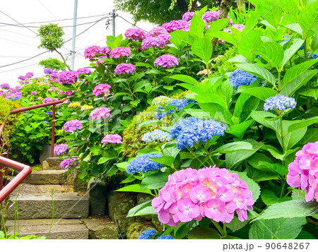 東京白山　あじさいの名所・白山神社 90648267