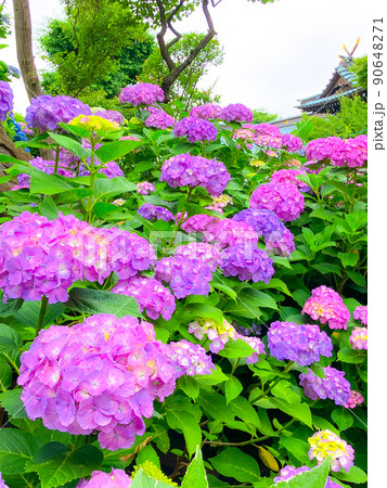 東京白山 あじさいの名所・白山神社 東京白山 あじさいの名所・白山神社 90648271