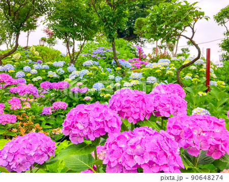 東京白山　あじさいの名所・白山神社 90648274