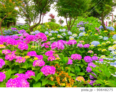 東京白山　あじさいの名所・白山神社 90648275