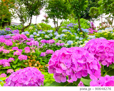 東京白山　あじさいの名所・白山神社 90648276