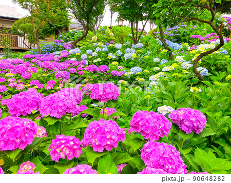 東京白山　あじさいの名所・白山神社 90648282