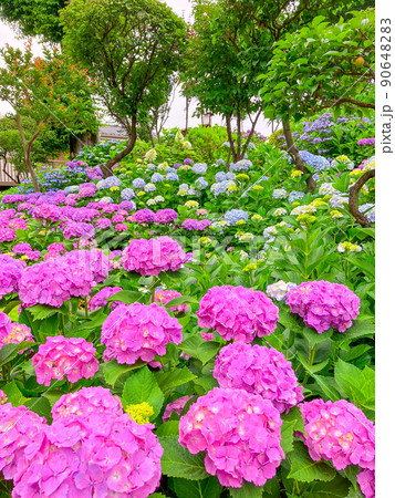 東京白山　あじさいの名所・白山神社 90648283