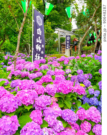 東京白山　あじさいの名所・白山神社 90648287