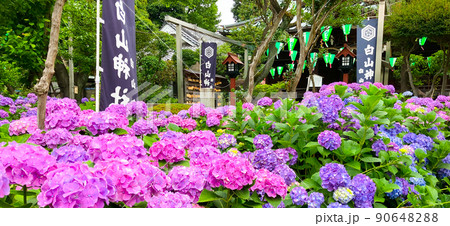 東京白山 あじさいの名所・白山神社 東京白山 あじさいの名所・白山神社 90648288
