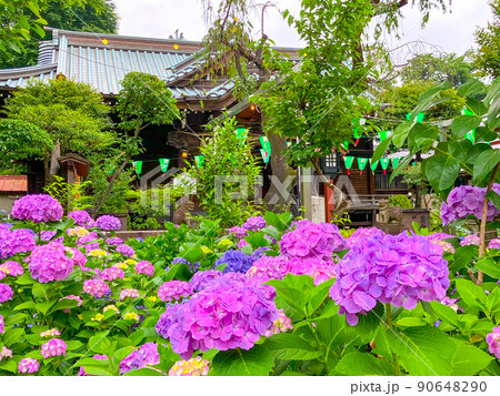 東京白山　あじさいの名所・白山神社 90648290