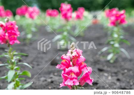ピンク色の花 90648786