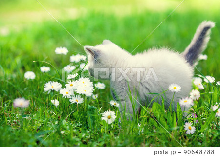 Cute little kitten walking in the daisy flower lawn in summer 90648788