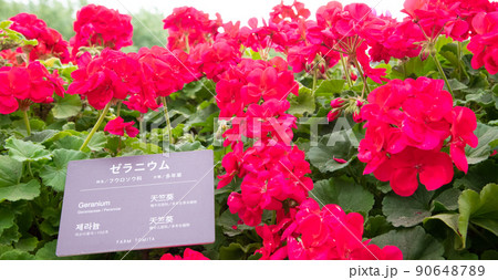 真っ赤なゼラニウム 真っ赤なゼラニウム 90648789