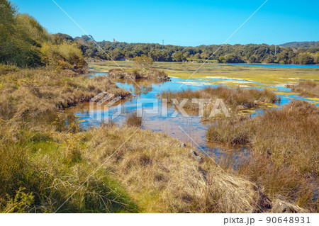 A picturesque wild nature. Natural Reserve (Natural resources) Marisma de Joyel. Cantabria, Spain, Europe 90648931