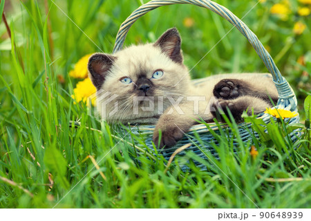 Little kitten sitting in a basket on the grass Little kitten sitting in a basket on the grass 90648939