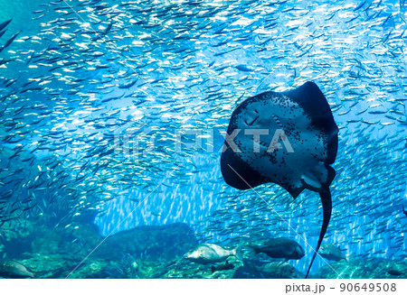 仙台うみの杜水族館 巨大なエイとイワシの群れ　まるでこっちを見て笑っているように見える 90649508