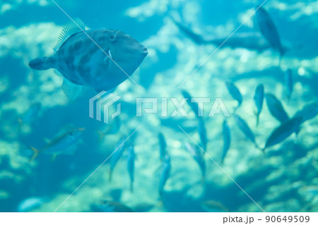 仙台うみの杜水族館の魚 90649509