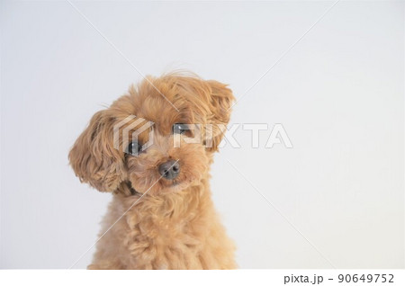 かわいい子犬 かわいい子犬 90649752