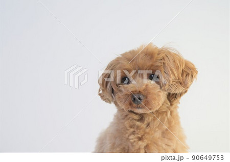 かわいい子犬の写真素材