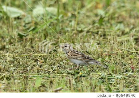 ヒバリ ヒバリ 90649940