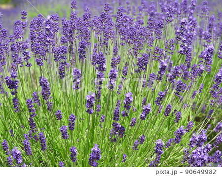 ラベンダー・ドームブルーの花 90649982