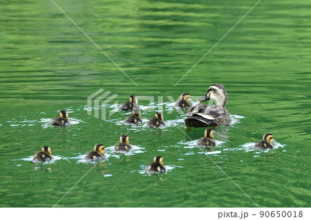 カルガモのひな 90650018