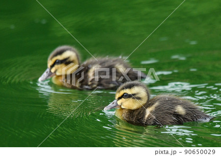 カルガモのひな カルガモのひな 90650029