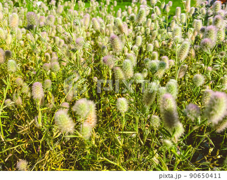 The plowed clover grows in the meadow. fluffy, beautiful, green plant. meadow grasses. benefit from nature. small plants in green grass. red clover The plowed clover grows in the meadow. fluffy, beautiful, green plant. meadow grasses. benefit from nature. small plants in green grass. red clover 90650411