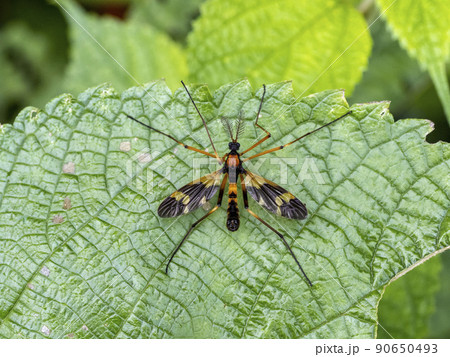 葉の上にいるホリカワクシヒゲガガンボ 葉の上にいるホリカワクシヒゲガガンボ 90650493