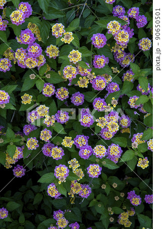 たくさん咲いているランタナの花 90650501