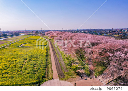 権現堂堤の桜並木、ドローン撮影、埼玉県の桜 権現堂堤の桜並木、ドローン撮影、埼玉県の桜 90650744