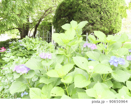 異国情緒溢れる神奈川県横浜市中区山手の外交官の館洋館 90650964